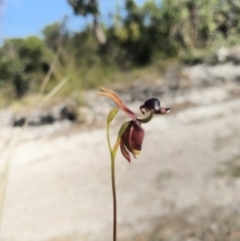 Caleana major (Large Duck Orchid) at Noosa National Park - 13 Aug 2017 by AaronClausen