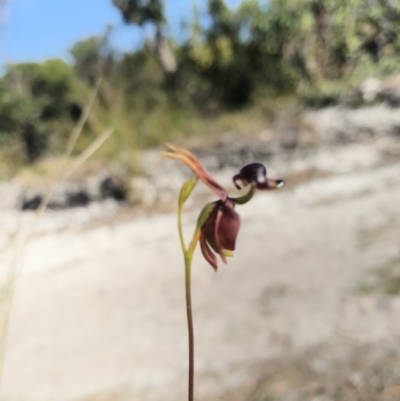 Caleana major (Large Duck Orchid) at Noosa Heads, QLD - 13 Aug 2017 by AaronClausen