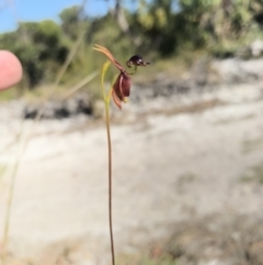 Caleana major at Noosa Heads, QLD - 13 Aug 2017