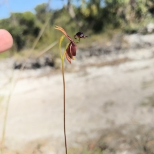 Caleana major at Noosa Heads, QLD - 13 Aug 2017