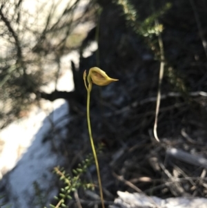 Caleana major at Noosa Heads, QLD - 13 Aug 2017