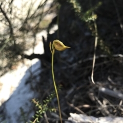 Unidentified Orchid (TBC) at Noosa Heads, QLD - 13 Aug 2017 by AaronClausen