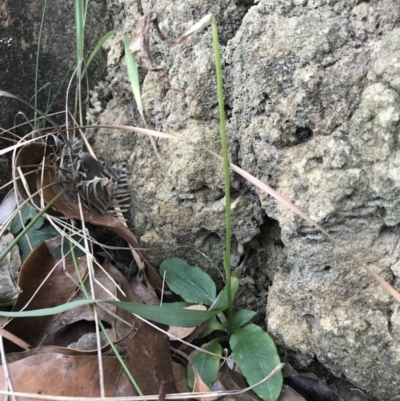 Pterostylis sp. (A Greenhood) at Noosa National Park - 13 Aug 2017 by AaronClausen