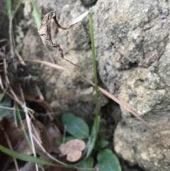 Pterostylis sp. at Noosa Heads, QLD - 13 Aug 2017