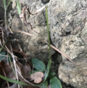 Pterostylis sp. at Noosa Heads, QLD - 13 Aug 2017