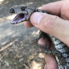 Cyclodomorphus gerrardii (Pink-tongued Skink) at Noosa National Park - 13 Aug 2017 by AaronClausen