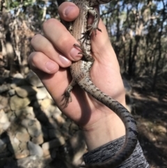 Cyclodomorphus gerrardii at Noosa Heads, QLD - 13 Aug 2017