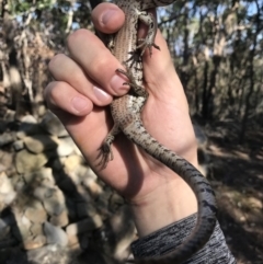 Cyclodomorphus gerrardii at Noosa Heads, QLD - 13 Aug 2017 02:42 PM