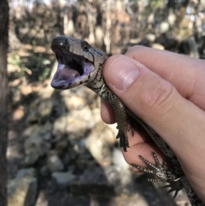 Cyclodomorphus gerrardii at Noosa Heads, QLD - 13 Aug 2017