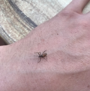 Reduviidae (family) at Peregian Beach, QLD - 14 Aug 2017