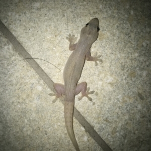 Hemidactylus frenatus at Peregian Beach, QLD - 14 Aug 2017 06:54 PM