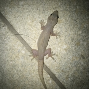 Hemidactylus frenatus at Peregian Beach, QLD - 14 Aug 2017