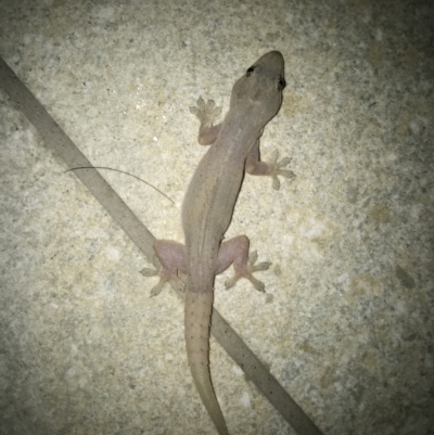 Hemidactylus frenatus (Asian House Gecko) at Peregian Beach, QLD - 14 Aug 2017 by AaronClausen