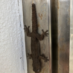 Hemidactylus frenatus at Peregian Beach, QLD - 15 Jul 2018