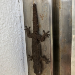 Hemidactylus frenatus at Peregian Beach, QLD - 15 Jul 2018 02:37 PM