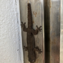 Hemidactylus frenatus (Asian House Gecko) at Peregian Beach, QLD - 15 Jul 2018 by AaronClausen