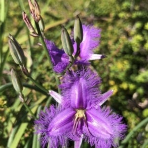 Thysanotus tuberosus subsp. tuberosus at Noosa Heads, QLD - 17 Jul 2018