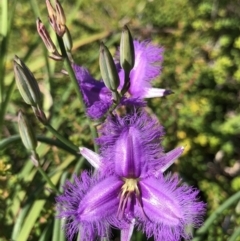 Thysanotus tuberosus subsp. tuberosus (Common Fringe-lily) at Noosa National Park - 17 Jul 2018 by AaronClausen