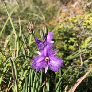 Thysanotus tuberosus subsp. tuberosus at Noosa Heads, QLD - 17 Jul 2018