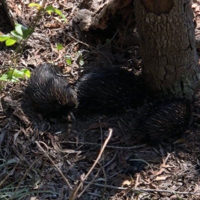 Tachyglossus aculeatus (Short-beaked Echidna) at Noosa National Park - 17 Jul 2018 by AaronClausen
