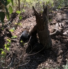Tachyglossus aculeatus at Noosa Heads, QLD - 17 Jul 2018 01:37 PM