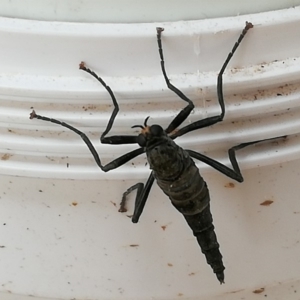 Boreoides subulatus at Kambah, ACT - 2 May 2019 12:23 PM