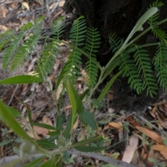 Acacia melanoxylon (Blackwood) at Theodore, ACT - 1 May 2019 by owenh