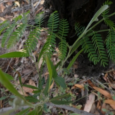 Acacia melanoxylon (Blackwood) at Theodore, ACT - 1 May 2019 by owenh