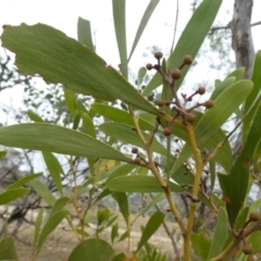 Acacia melanoxylon at Theodore, ACT - 1 May 2019