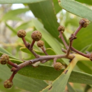 Acacia melanoxylon at Theodore, ACT - 1 May 2019 11:53 AM