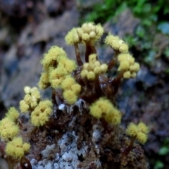 Oligonema verrucosum at Box Cutting Rainforest Walk - 30 Apr 2019 by Teresa