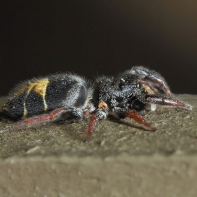 Apricia jovialis (Jovial jumping spider) at ANBG - 2 May 2019 by TimL