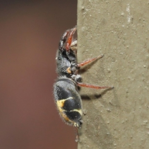 Apricia jovialis at Hackett, ACT - 2 May 2019