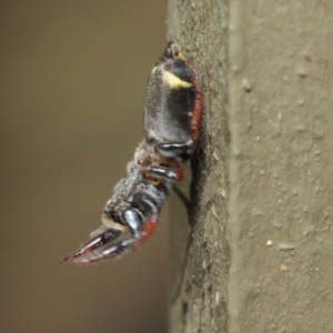 Apricia jovialis at Hackett, ACT - 2 May 2019