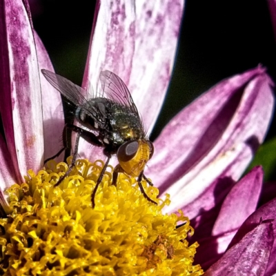 Amenia chrysame (A Blow Fly) at Marlowe, NSW - 27 Apr 2019 by UserfaKgHkxs