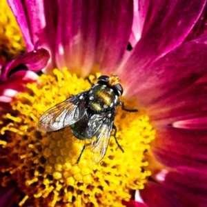 Amenia chrysame at Marlowe, NSW - 27 Apr 2019 12:33 PM