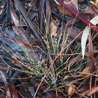 Symonicoccus sp. (genus) (Grass Coccid) at Hughes Garran Woodland - 3 May 2019 by ruthkerruish