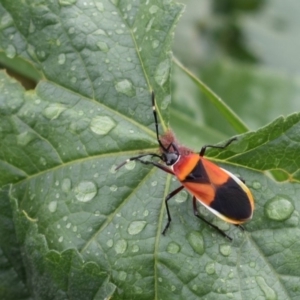 Dindymus versicolor at Richardson, ACT - 3 May 2019