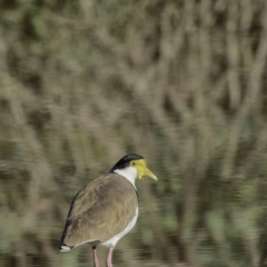 Vanellus miles (Masked Lapwing) at Gordon, ACT - 28 Apr 2019 by JonSteinbeck