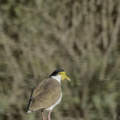 Vanellus miles (Masked Lapwing) at Gordon, ACT - 28 Apr 2019 by JonSteinbeck