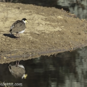 Vanellus miles at Gordon, ACT - 28 Apr 2019 08:21 AM