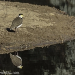 Vanellus miles at Gordon, ACT - 28 Apr 2019 08:21 AM