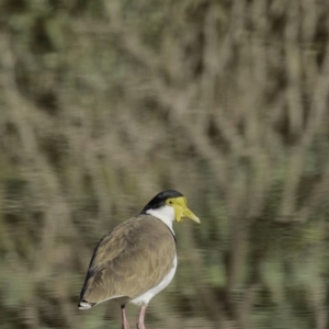 Vanellus miles at Gordon, ACT - 28 Apr 2019 08:21 AM