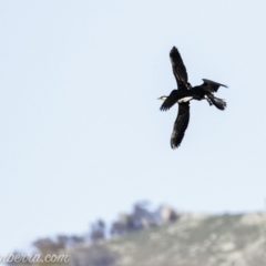 Microcarbo melanoleucos (Little Pied Cormorant) at Paddys River, ACT - 28 Apr 2019 by JonSteinbeck