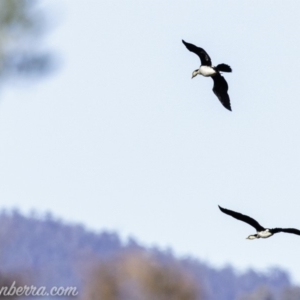 Microcarbo melanoleucos at Paddys River, ACT - 28 Apr 2019