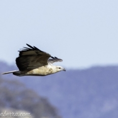 Haliaeetus leucogaster (White-bellied Sea-Eagle) at Paddys River, ACT - 28 Apr 2019 by JonSteinbeck