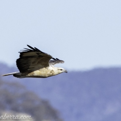 Haliaeetus leucogaster (White-bellied Sea-Eagle) at Point Hut to Tharwa - 27 Apr 2019 by BIrdsinCanberra
