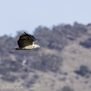 Haliaeetus leucogaster at Paddys River, ACT - 28 Apr 2019