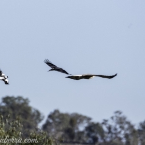 Haliaeetus leucogaster at Paddys River, ACT - 28 Apr 2019