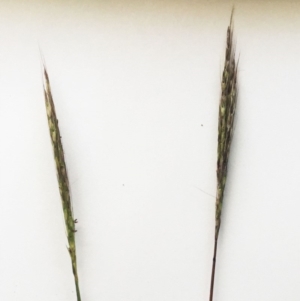 Bothriochloa macra at Hughes, ACT - 3 May 2019 04:00 PM